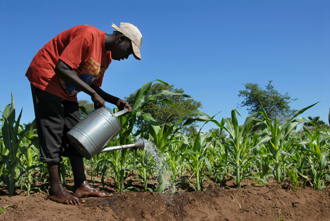 Recrutement massif de professionnels dans le secteur agricole