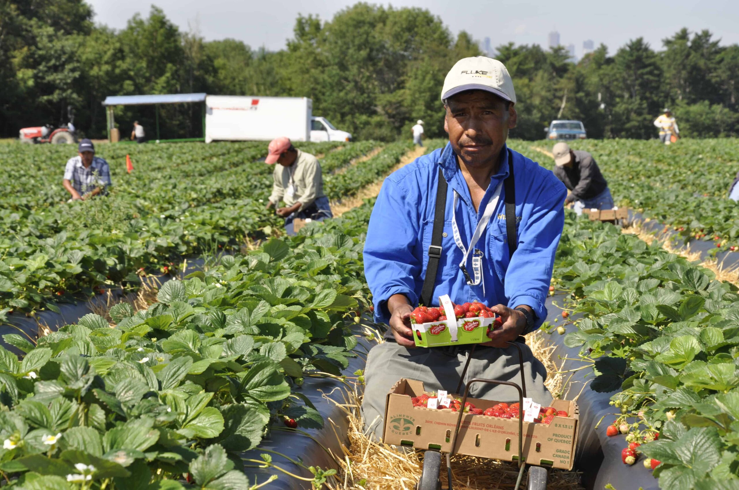 Recrutement pour la cueillette de fruits en Espagne - Dépôts en ligne