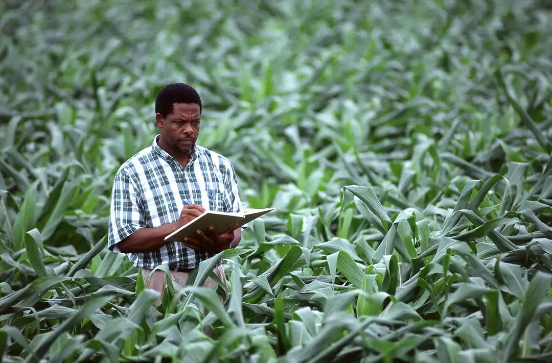 Solutions avocats Afrique recrute des agronomes